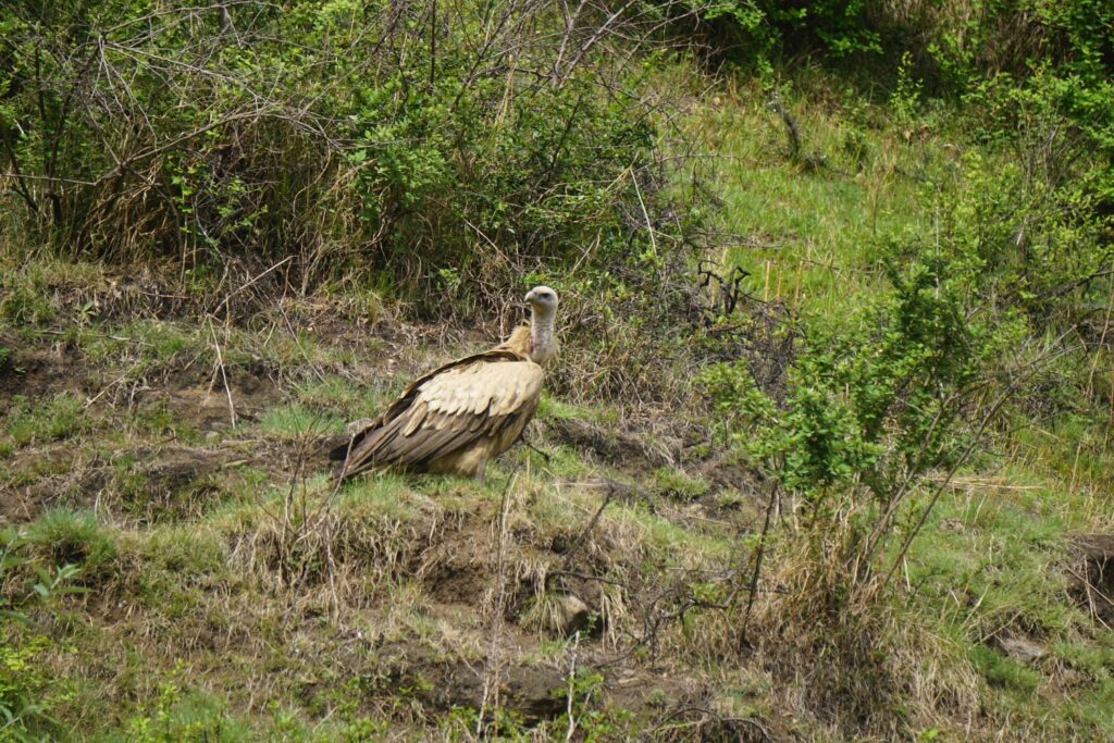 Vulture