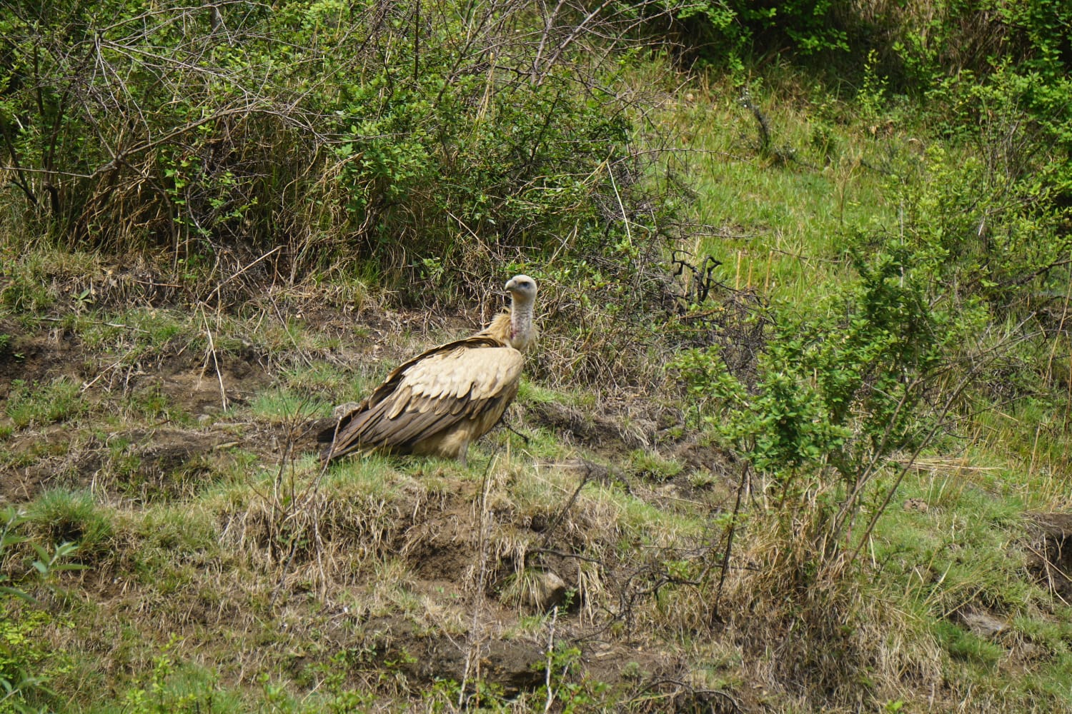 The Vulture – Stately, Majestic and Symbolizing Power