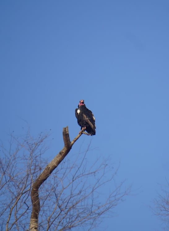 King Vulture